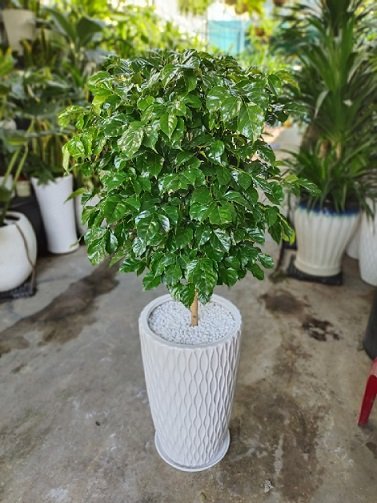 Chậu Cây Hạnh Phúc Hai Tầng