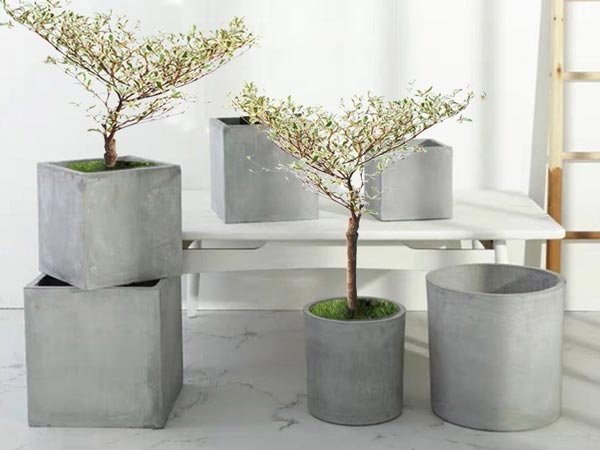 Cây Giống Cà Chua Bi