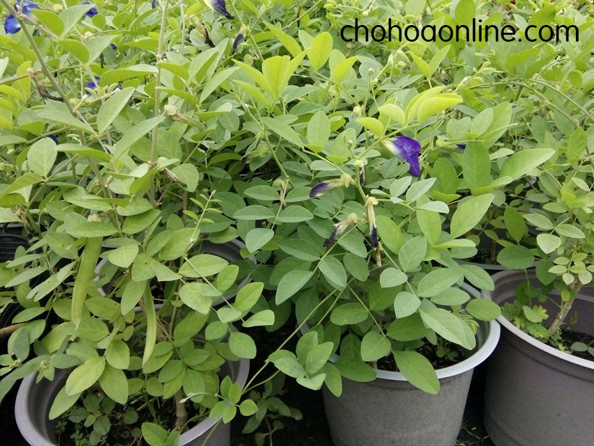 Cây Bạc Hà Nấu Canh Chua 2