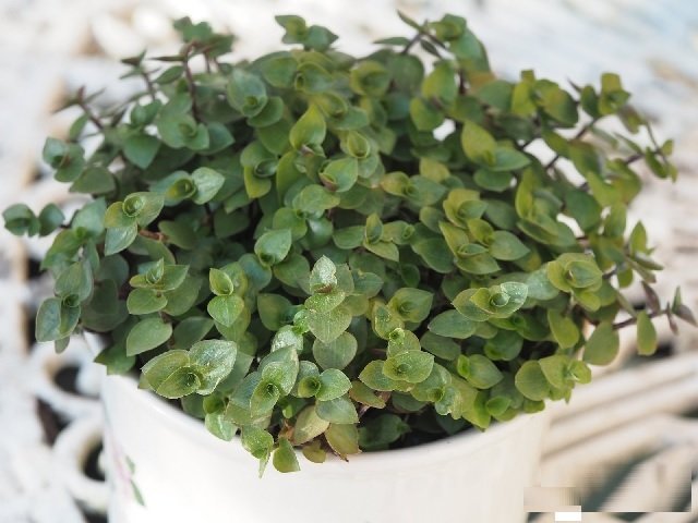 Cây Nho Thân Gỗ 12 Vụ (đang có trái)
