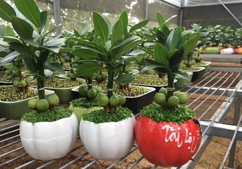 Cây Nho Thân Gỗ 12 Vụ (đang có trái)
