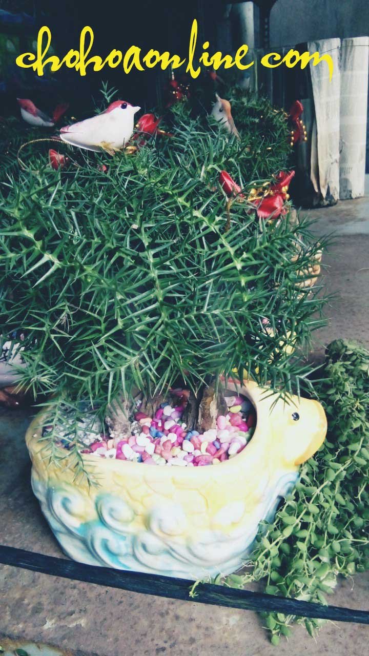 Cây Nho Thân Gỗ 12 Vụ (đang có trái) 2