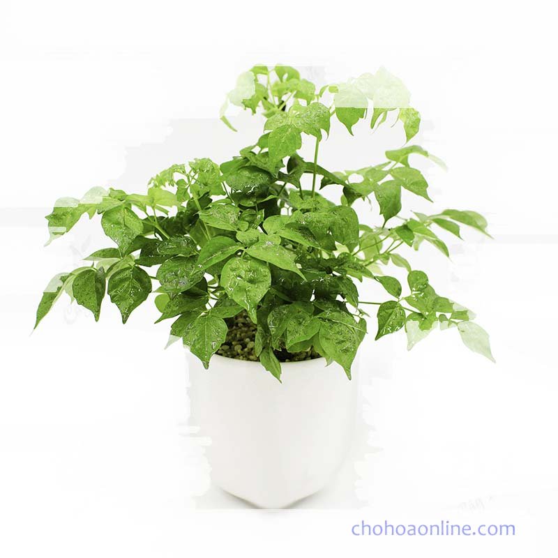 Cây Sung Mỹ Cẩm Thạch (sung mỹ trái sọc) 2