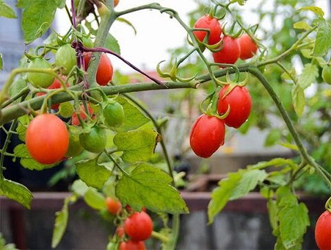 Cây Ngọc Ngân Thủy Sinh