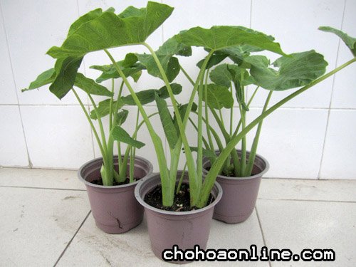 Cây Ngọc Ngân Thủy Sinh 2