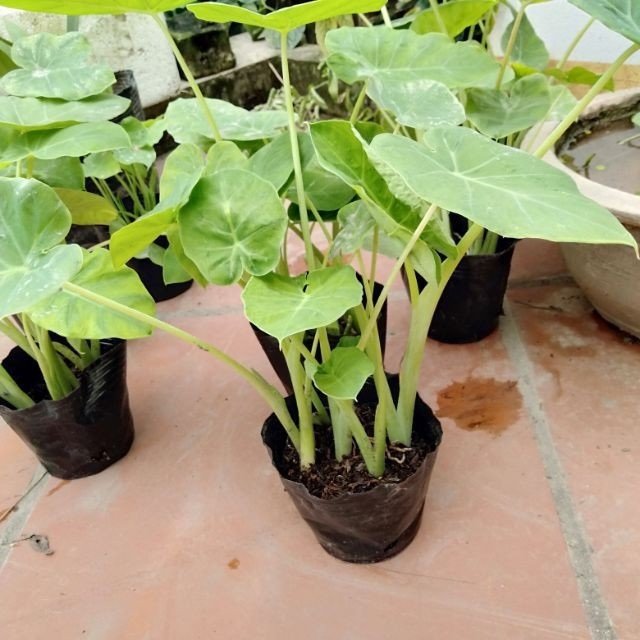 Cây Ngọc Ngân Thủy Sinh