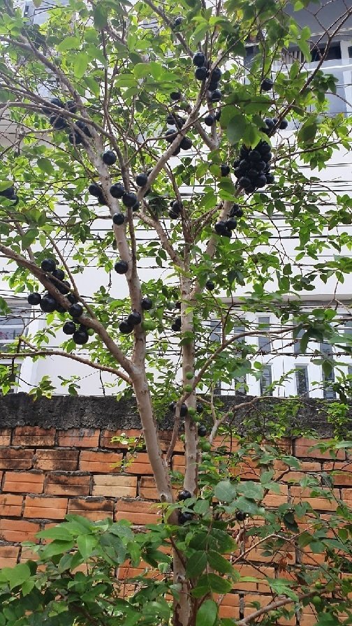 Cây Cherry Brazil