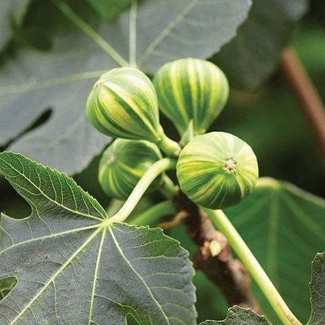 Cây Sầu Riêng Giống Ri 6