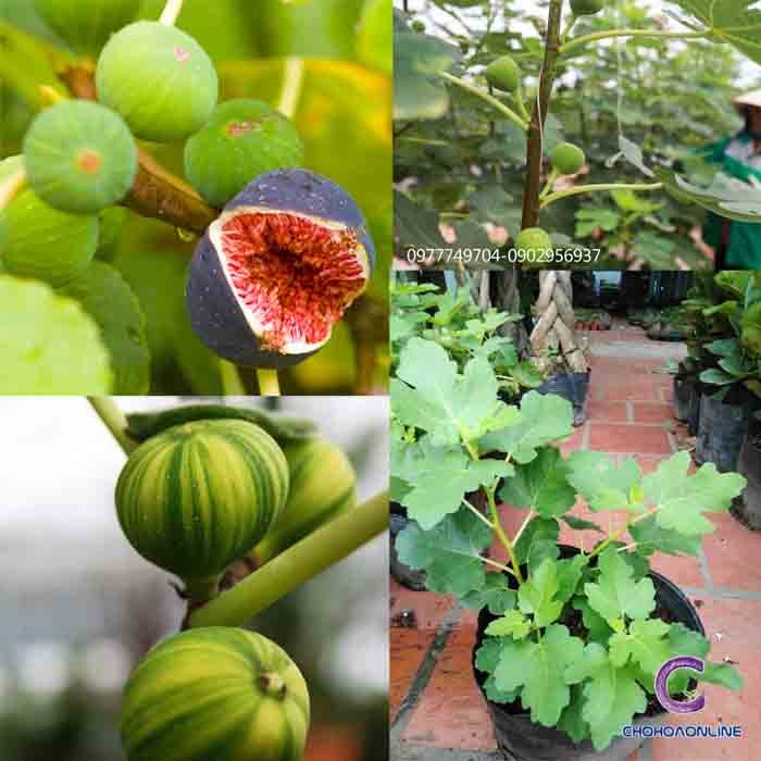 Cây Sầu Riêng Giống Ri 6 2
