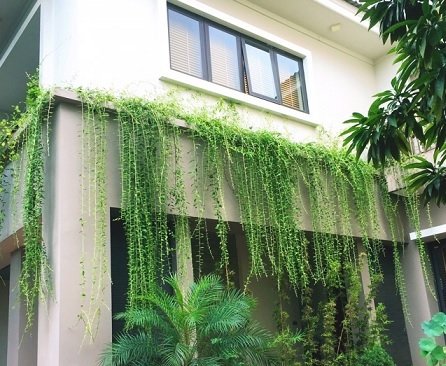 Cây Dương Xỉ Thân Gỗ