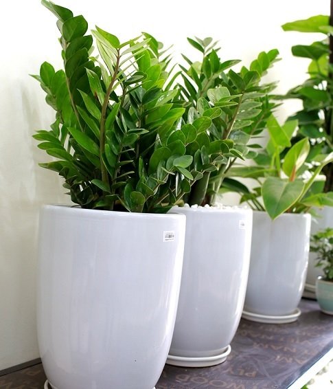 Cây Trầu Bà Thái Xanh Treo