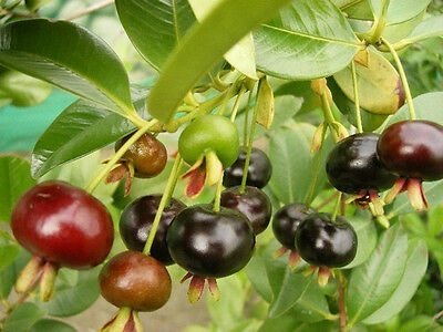 Cây Trầu Bà Thái Xanh Treo