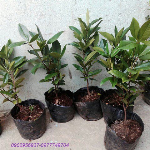 Cây Trầu Bà Thái Xanh Treo 2