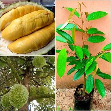 Cây Trầu Bà Thái Xanh Treo