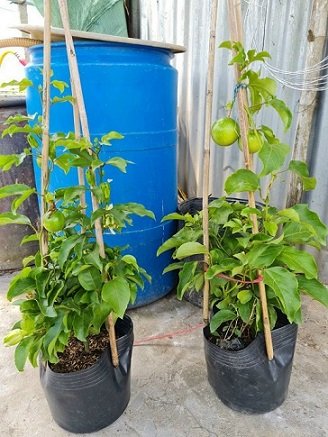 Cây Trầu Bà Thái Xanh Treo