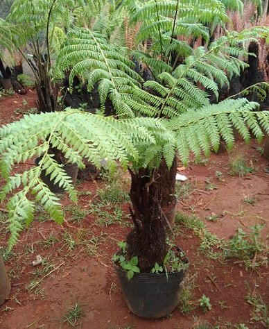 Hoa Sam Cẩm Thạch Chậu Treo