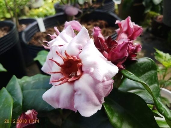 Cây Trầu Bà Ngọc Trai (trầu bà lá bạc)
