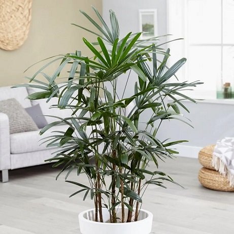 Cây Cúc Tần Ấn Độ Ở Hồ Chí Minh