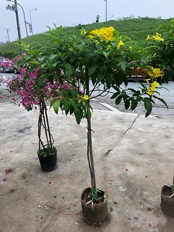 Cây Kim Ngân Nhất Trụ