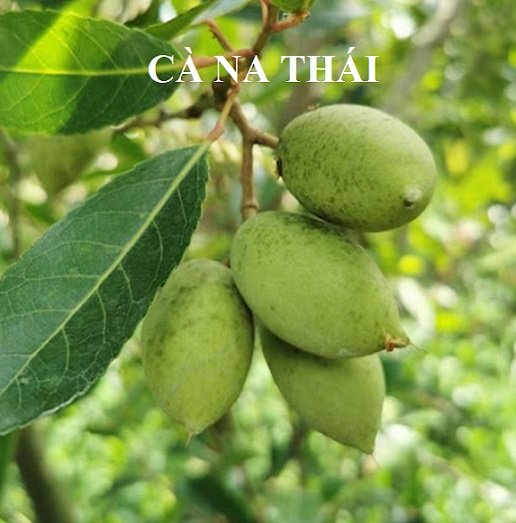 Bán Cây Lan Hoàng Dương HCM