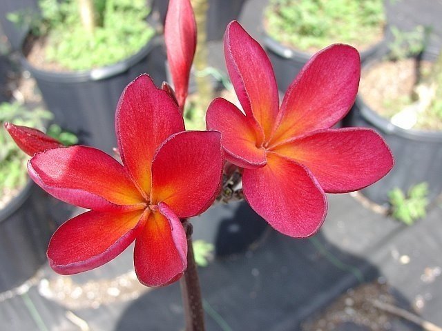 Bán Cây Lan Hoàng Dương HCM