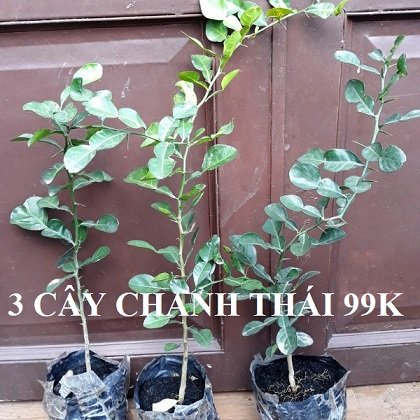 Cây Bàng Singapore Phối Kết (chậu cây bàng sin mix)