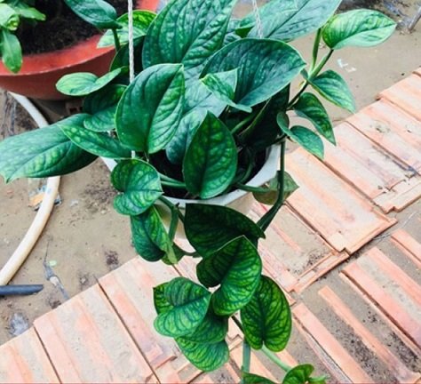 Cây Bàng Singapore Phối Kết (chậu cây bàng sin mix)