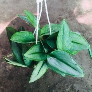 Cây Hoa Giấy Tím Tuyết