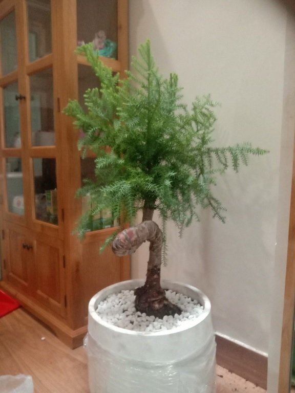 Đế Gỗ Chậu Trồng Cây Có Bánh Xe Di Chuyển