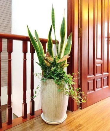 Đế Gỗ Chậu Trồng Cây Có Bánh Xe Di Chuyển