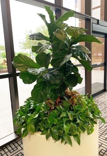 Cây Dương Xỉ Ánh Tuyết (lá bạc)