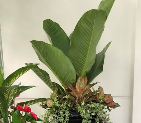 Cây Lưỡi Hổ Xanh Lùn Để Bàn