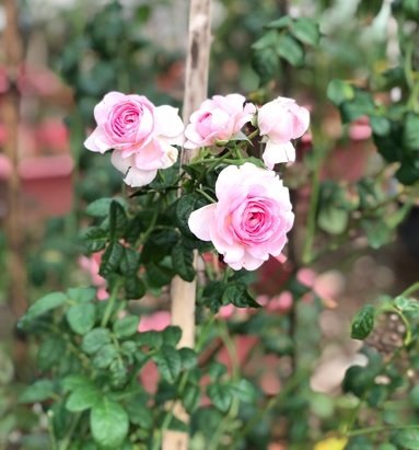 Cây Linh Sam Hạt Gạo (linh sam lá nhỏ)