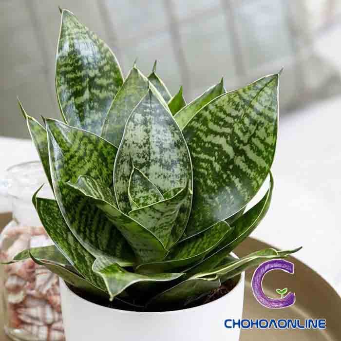 Cây Rau Cải Xoăn Kale 2
