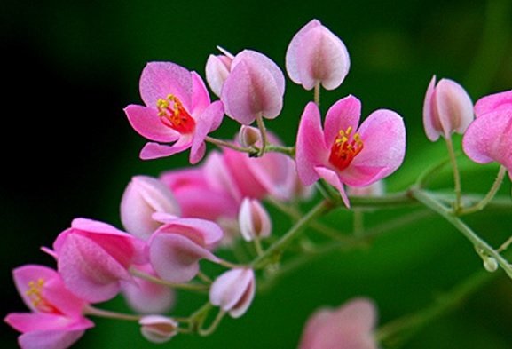 Chậu Cây Giữ Tiền Phong Thủy