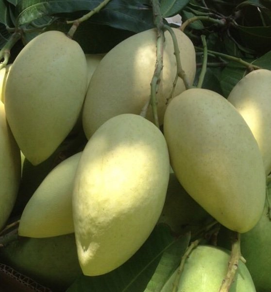 Cây Giống Ớt Chuông
