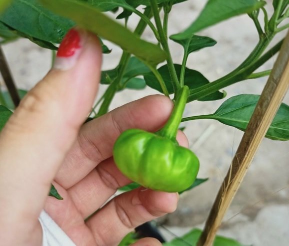 Cây Giống Ớt Chuông