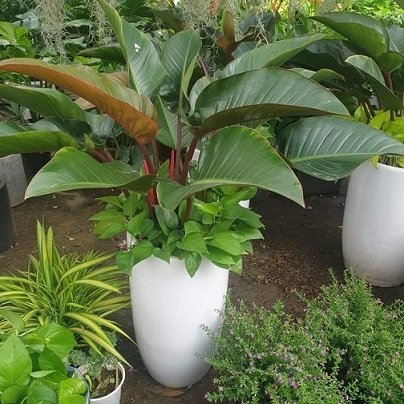 Cách Trồng Và Chăm Sóc Cây Bạc Hà