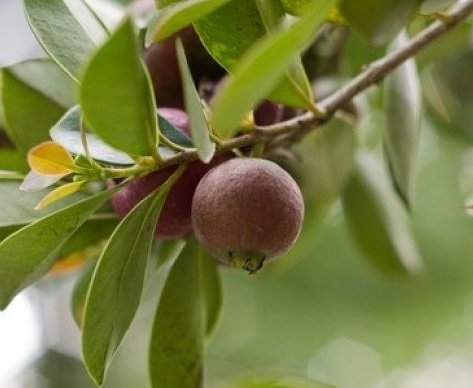 Cây Cát Đằng Lá Nhỏ