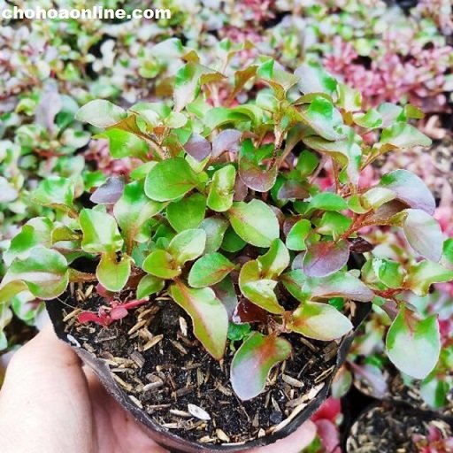 Cây Cát Đằng Lá Nhỏ 2