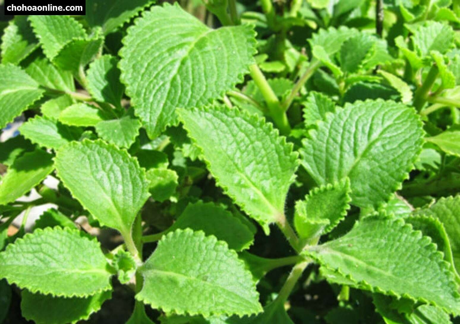 Cây Cát Đằng Lá Nhỏ 3