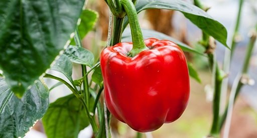 Cây Mai Vạn Phúc