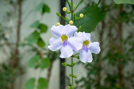 Cây Kim Ngân Trồng Chậu Mix Nhiều Loại (phối kết)