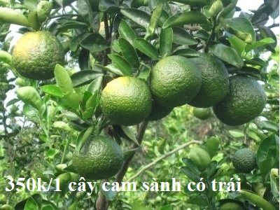 Cây Kim Ngân Trồng Chậu Mix Nhiều Loại (phối kết)
