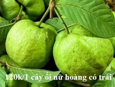 Cây Kim Ngân Trồng Chậu Mix Nhiều Loại (phối kết)