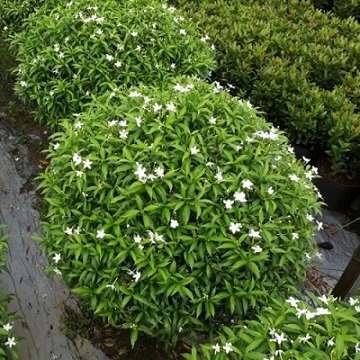 Cây Kim Ngân Trồng Chậu Nội Thất