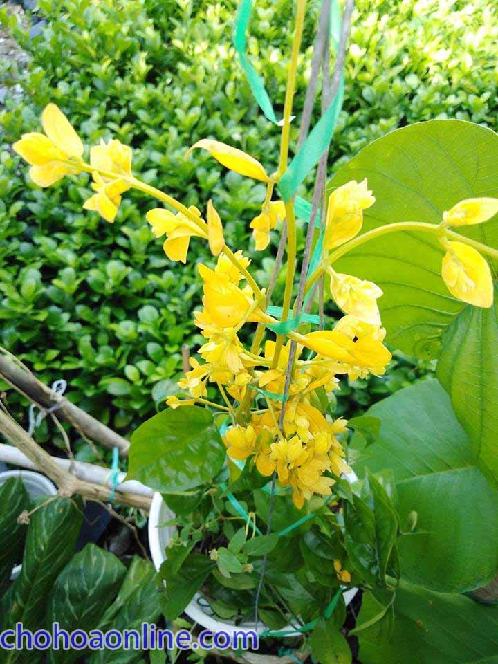 Cây Kim Ngân Trồng Chậu Nội Thất 2