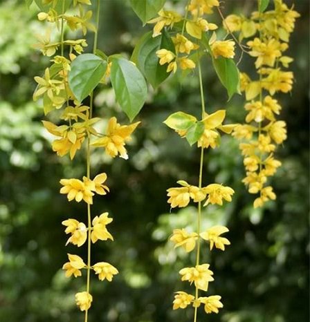 Cây Kim Ngân Trồng Chậu Nội Thất