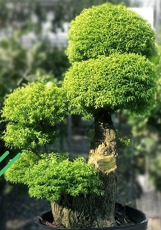 Cây Măng Cụt Giống