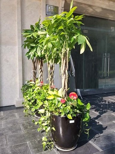 Hoa Sen Thái Trồng Chậu